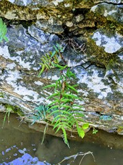 Pellaea atropurpurea