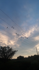 Cyanoliseus patagonus