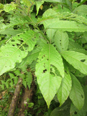 Cestrum megalophyllum