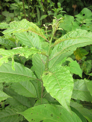 Cestrum megalophyllum