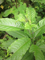 Cestrum megalophyllum