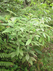 Cestrum megalophyllum