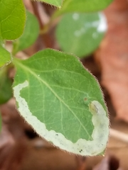 Aulagromyza cornigera