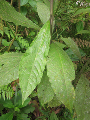 Cestrum megalophyllum