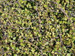 Muehlenbeckia complexa