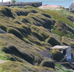 Muehlenbeckia complexa