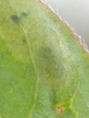 Aulagromyza cornigera