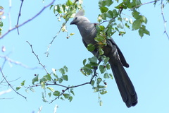 Corythaixoides concolor concolor
