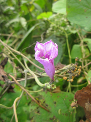 Ipomoea regnellii