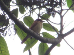 Pachyramphus cinnamomeus