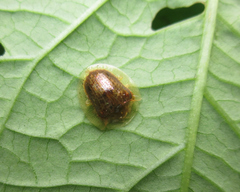 Charidotella posticata