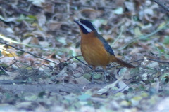 Cossypha heuglini heuglini