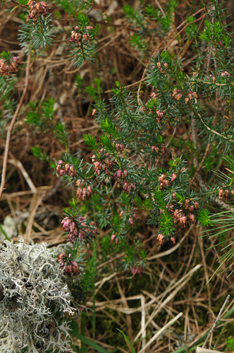Erica carnea