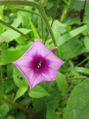Ipomoea regnellii