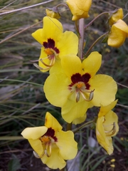 Verbascum betonicifolium image