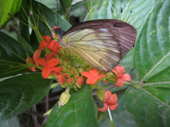 Leptophobia caesia