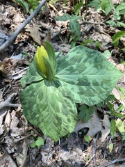 Trillium luteum