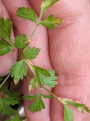 Puccinia pimpinellae