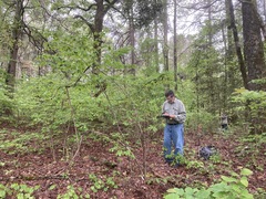 Castanea pumila