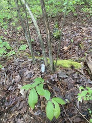 Castanea pumila