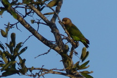 Poicephalus cryptoxanthus cryptoxanthus