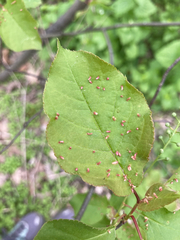 Eriophyes emarginatae