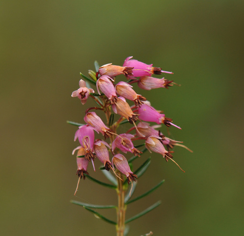 Erica carnea