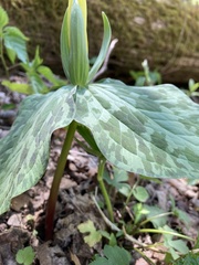 Trillium luteum