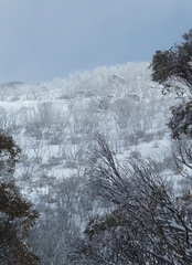 Eucalyptus pauciflora niphophila