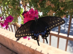 Papilio machaon bairdii
