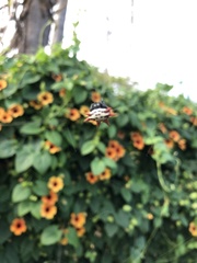 Gasteracantha cancriformis