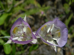 Calochortus nitidus