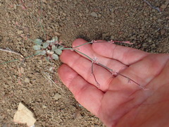 Eriogonum cithariforme