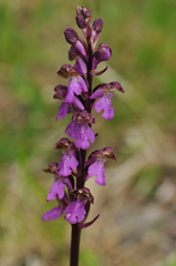 Orchis spitzelii