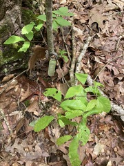 Castanea pumila