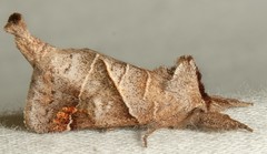 Clostera inclusa