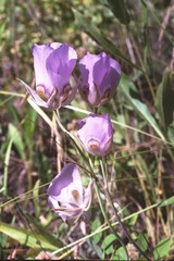 Calochortus nitidus