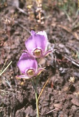 Calochortus nitidus