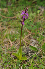 Orchis spitzelii