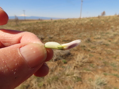 Astragalus conjunctus