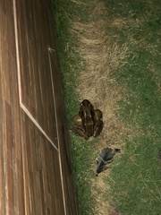 Leptodactylus latrans