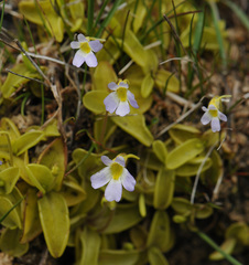 Pinguicula hirtiflora