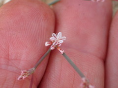 Eriogonum cithariforme