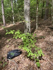 Castanea pumila