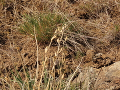 Astragalus conjunctus