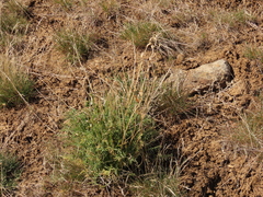 Astragalus conjunctus