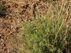 Astragalus conjunctus
