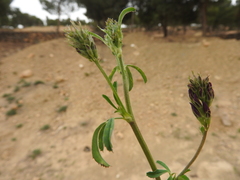Trifolieae