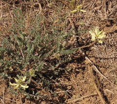 Astragalus howellii
