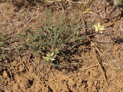 Astragalus howellii